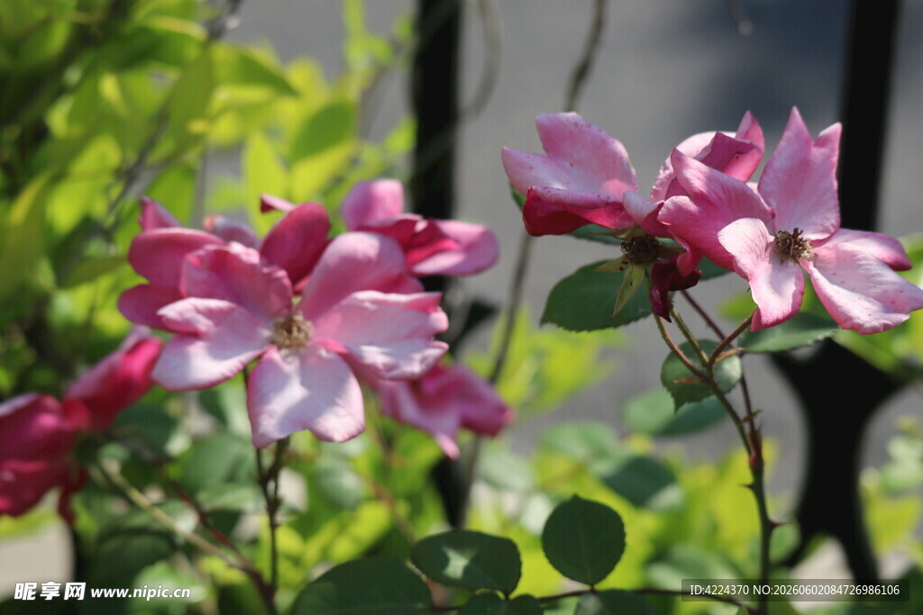 月季花