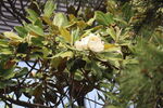 广玉兰