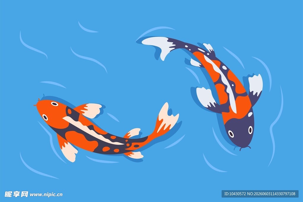 锦鲤插画设计