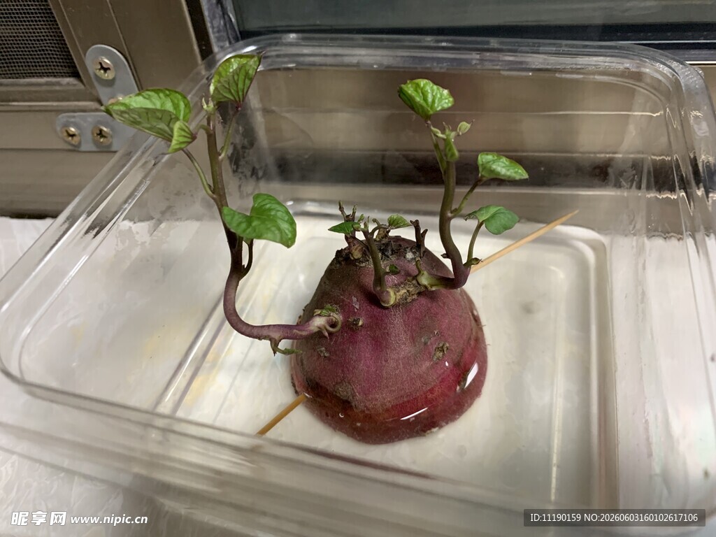 水培番薯苗