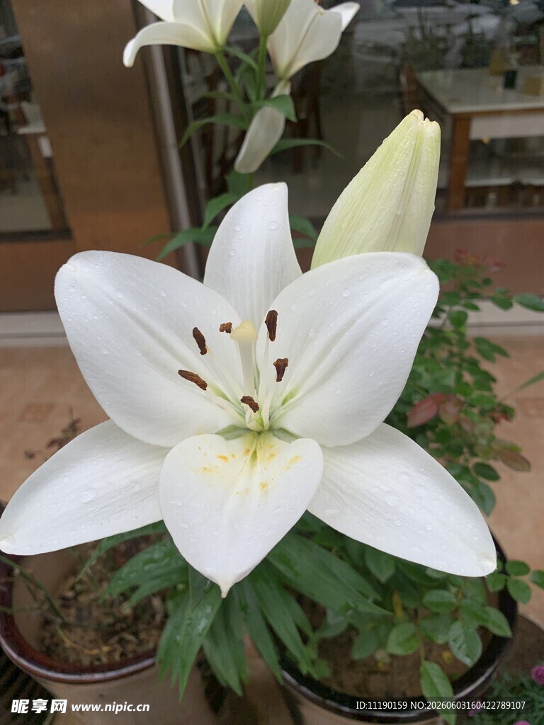 百合花