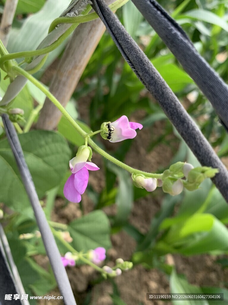 扁豆花