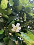 洁白的桔花