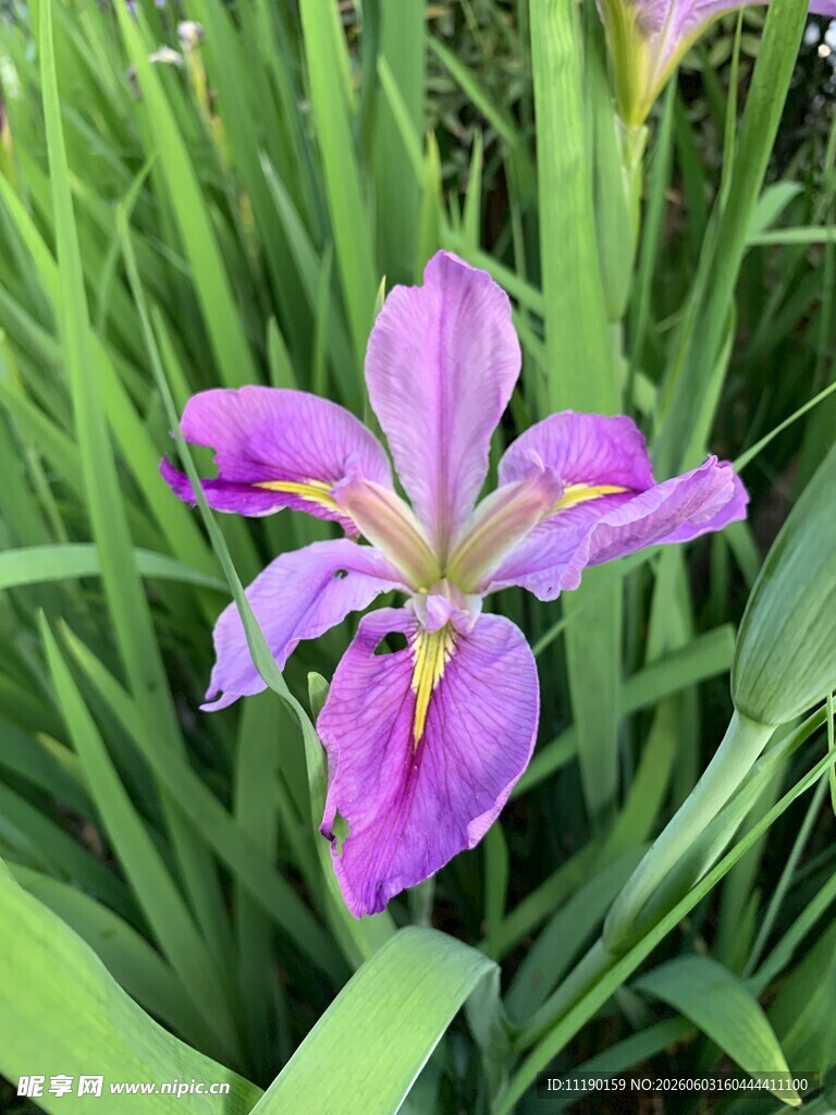紫色鸢尾