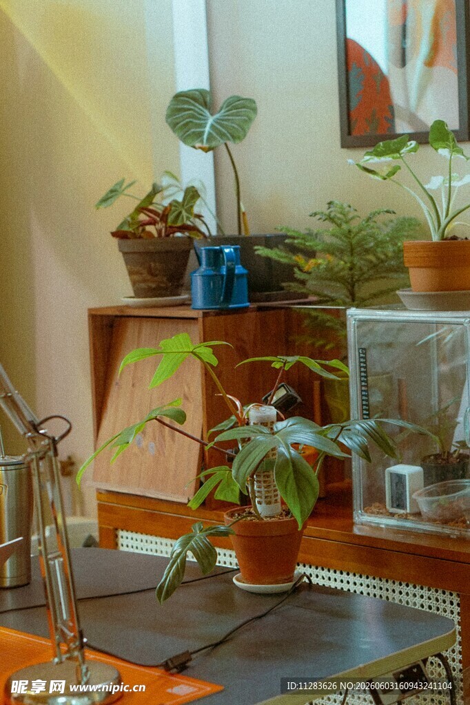 室内绿植装点