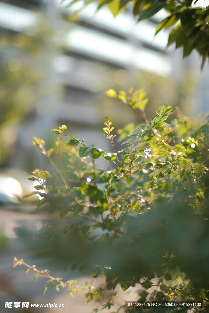 绿叶繁茂的清