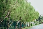 河畔垂柳成排