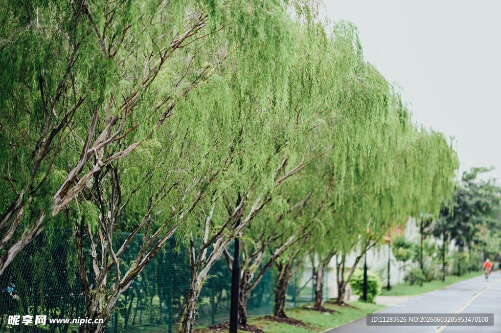 河畔垂柳成排