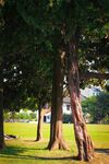 夏日林间草地