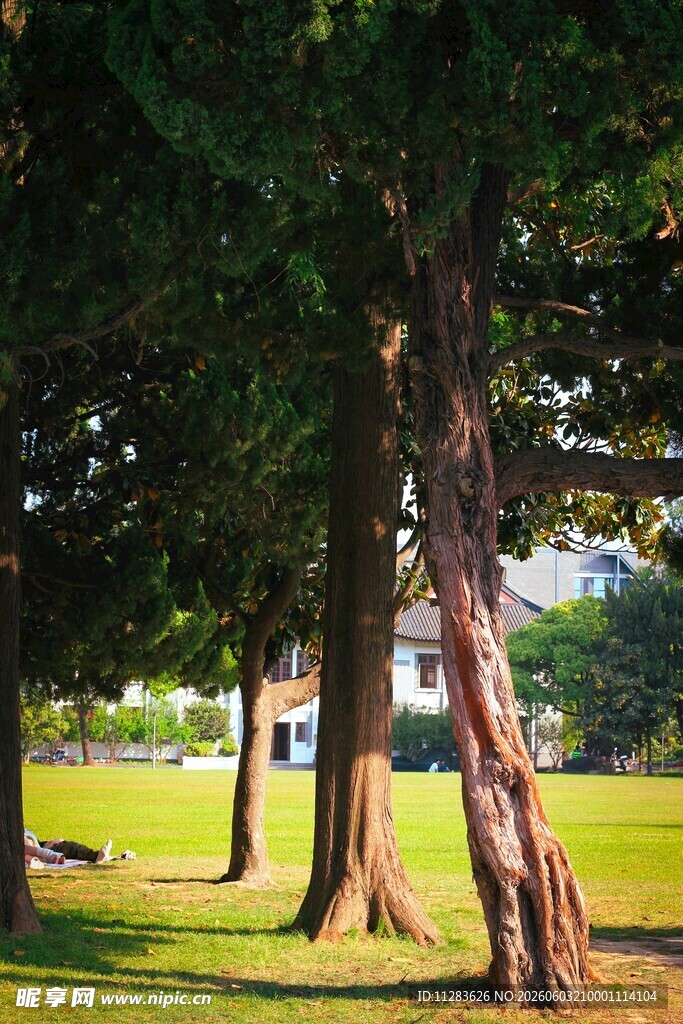 夏日林间草地