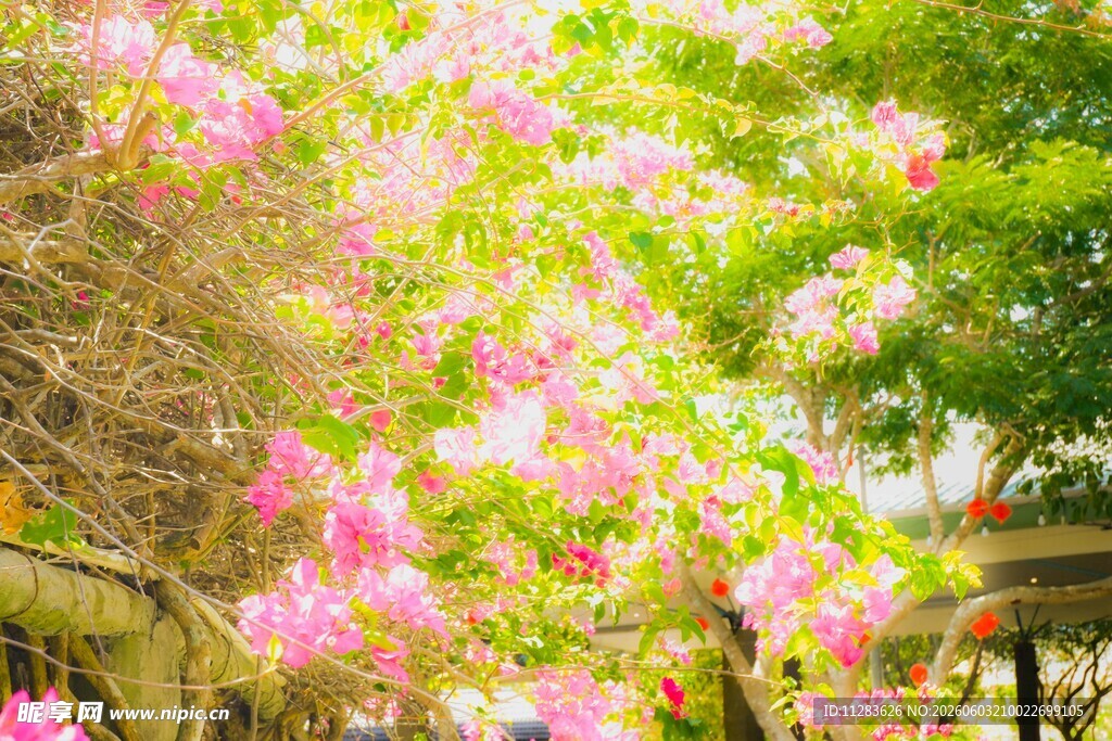 繁花满树的美