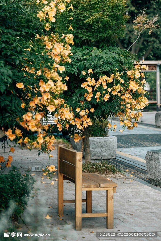 木椅旁繁花盛