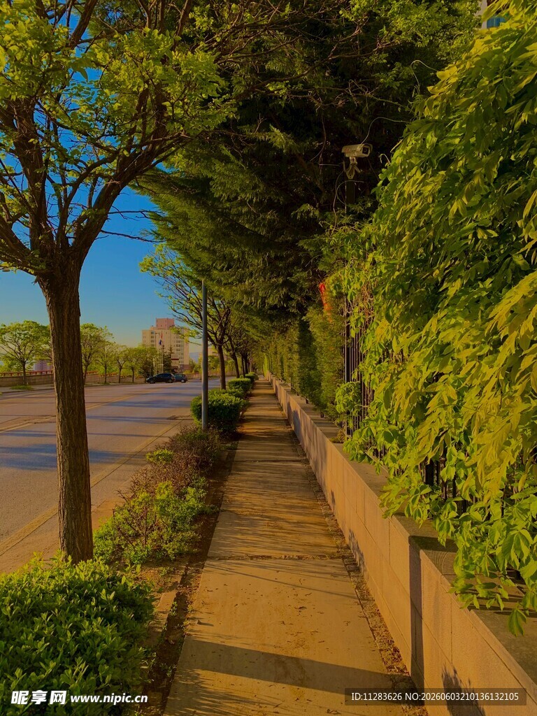 林荫步道静谧
