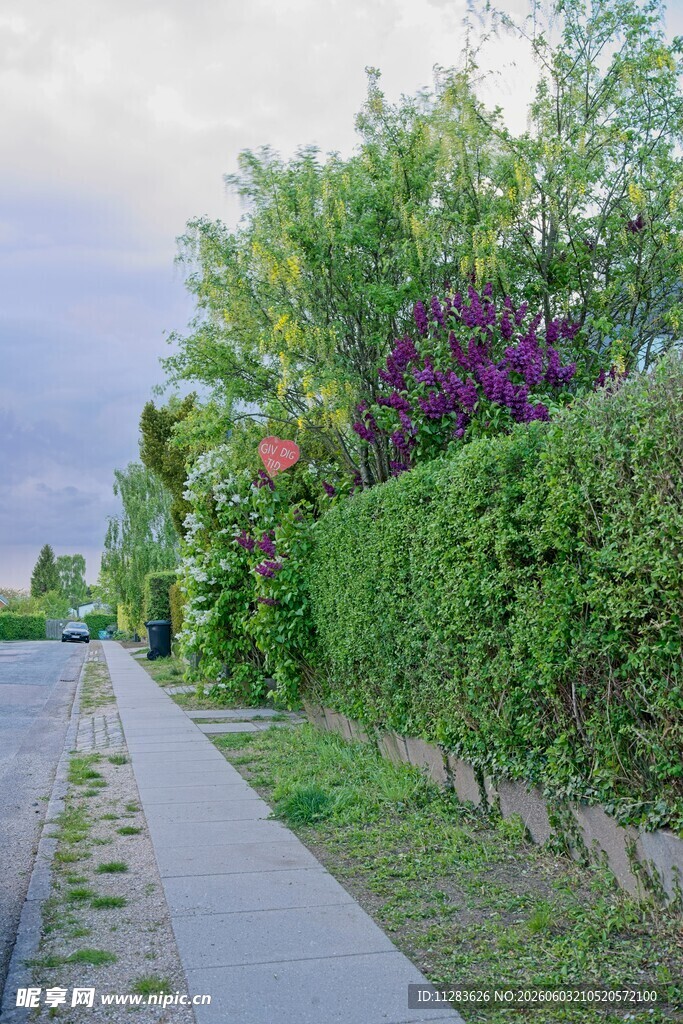 路边繁茂绿植景观