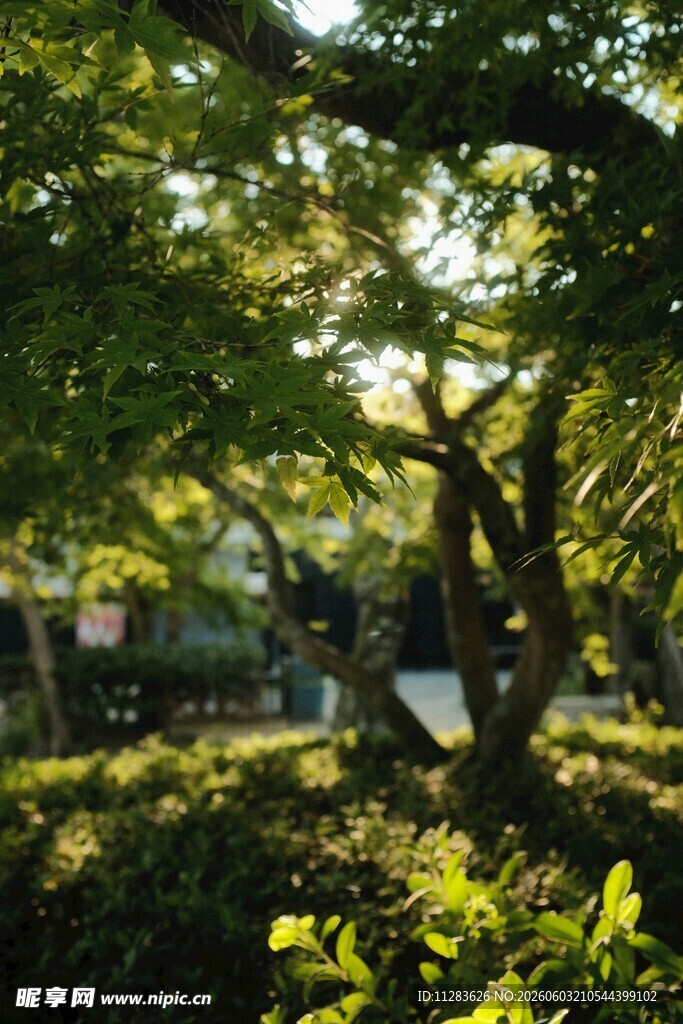 阳光洒落的静