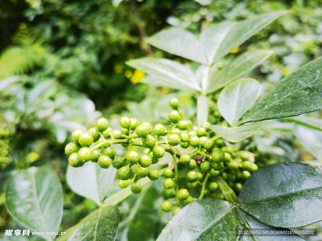 嫩绿花椒