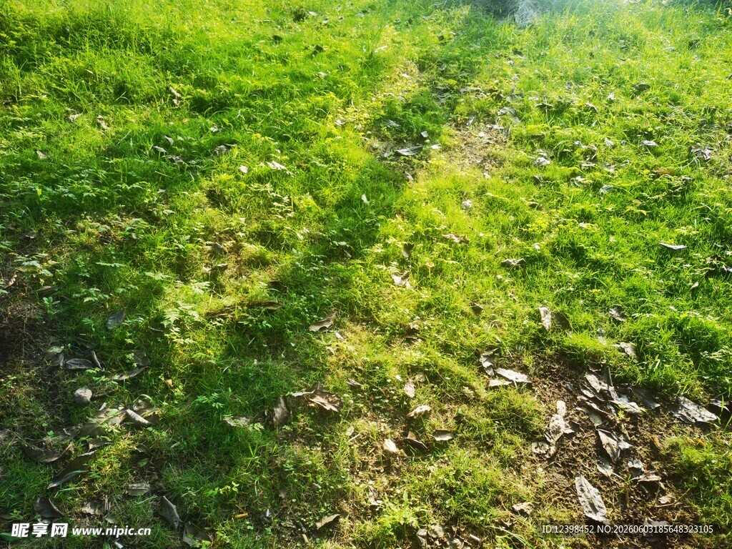 草地