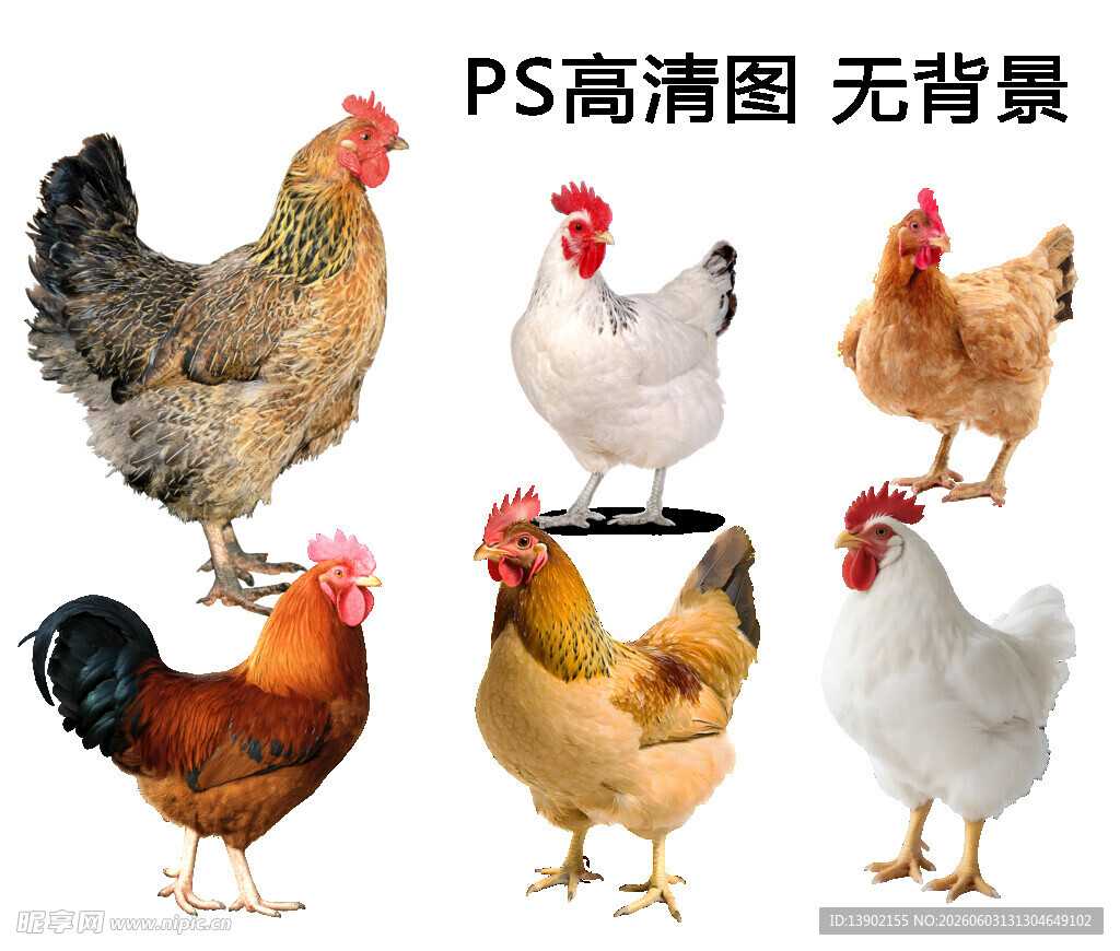 高清无背景鸡类