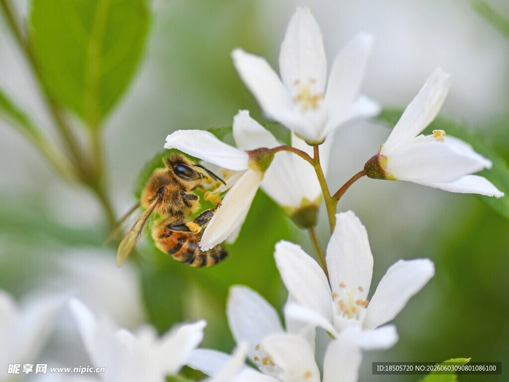 蜜蜂停驻白色花朵间
