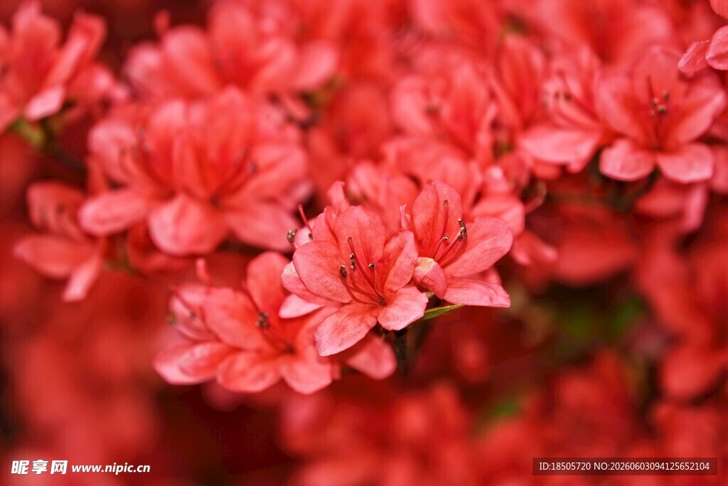 娇艳盛开的粉红色杜鹃花