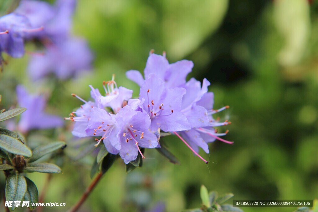 淡紫色绽放的美丽花朵