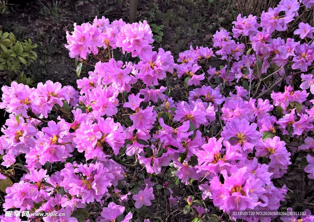 盛开的粉紫色杜鹃花