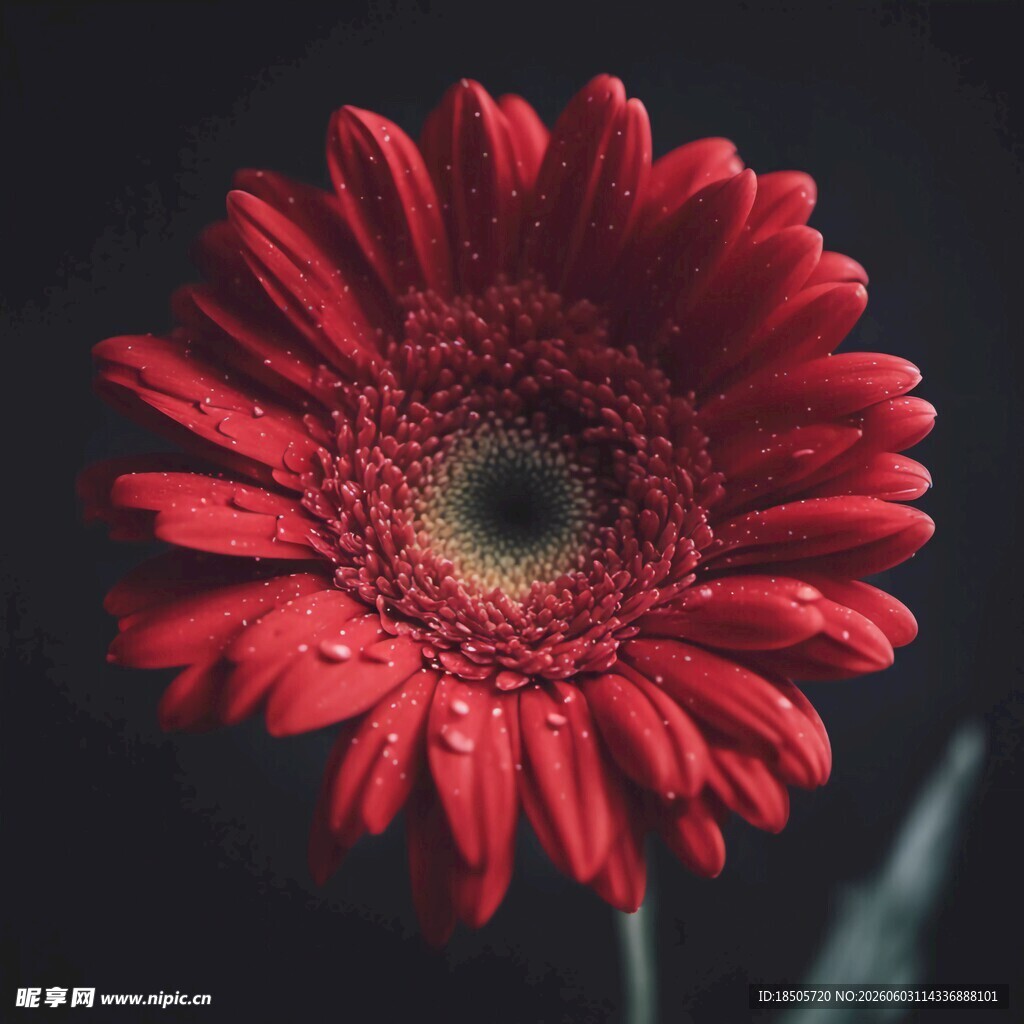 娇艳欲滴的红色非洲菊