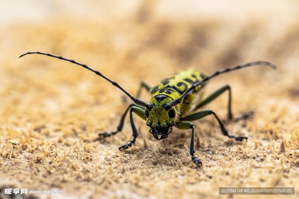 绿色甲虫特写