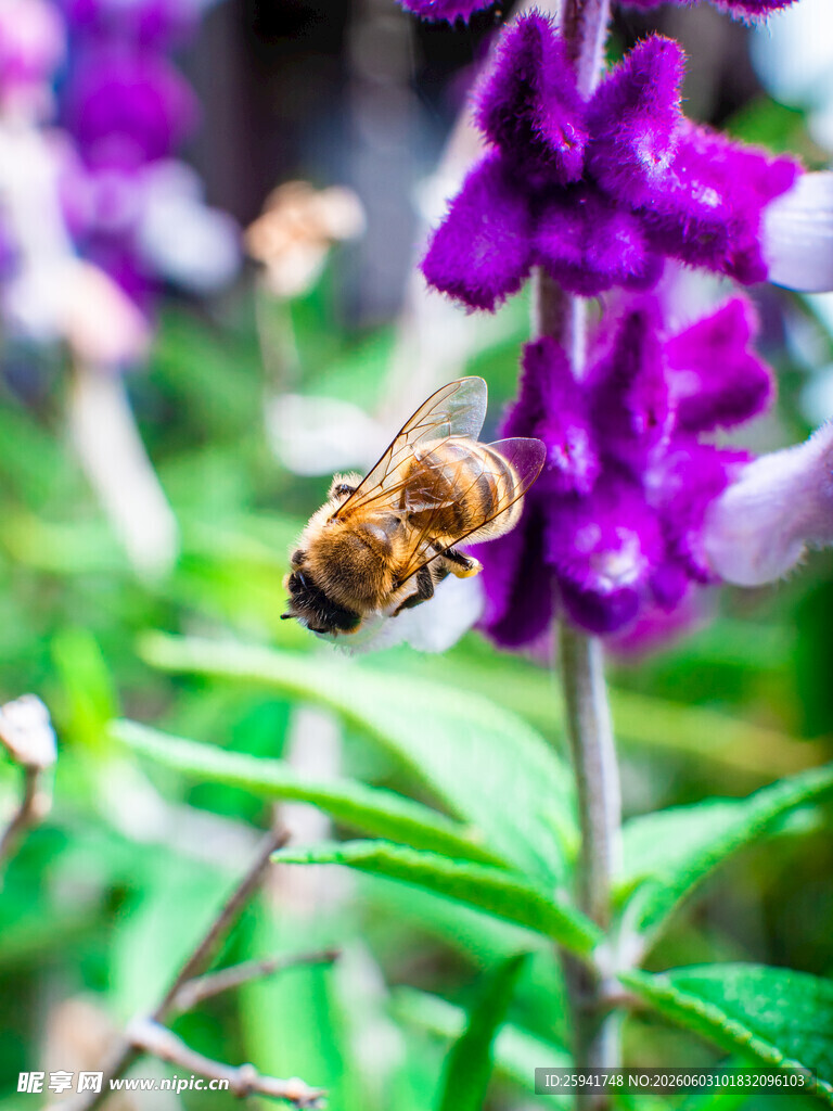 蜜蜂采蜜于紫色花朵间