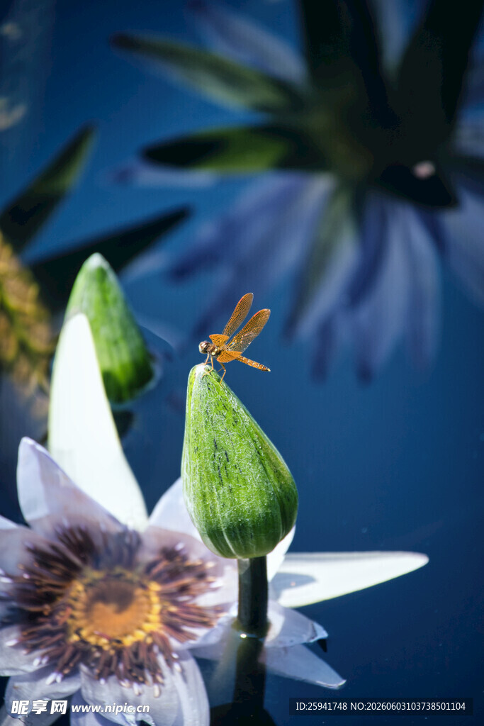 蜻蜓停驻白莲花