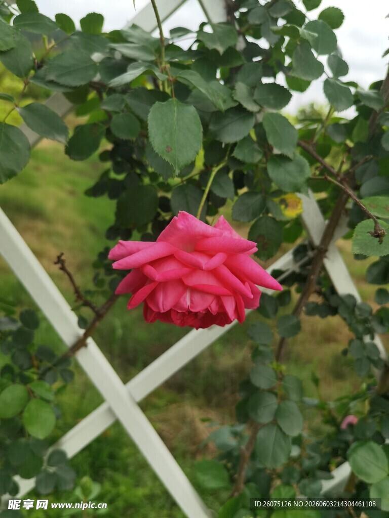 娇艳玫瑰绽放于绿植间