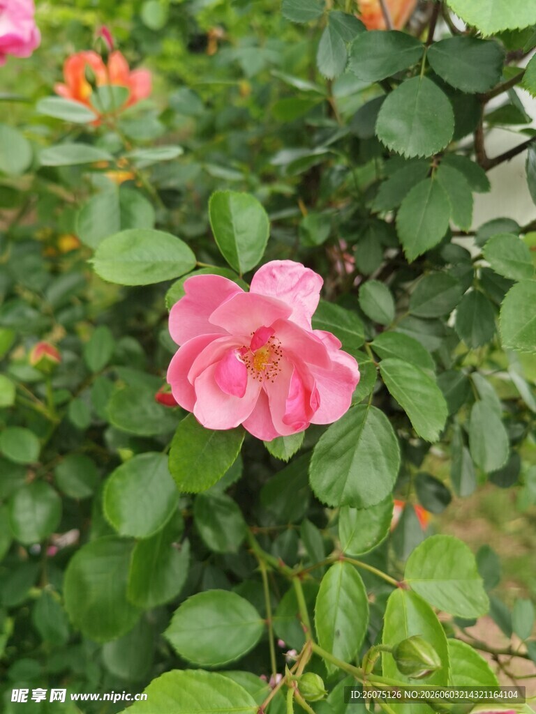娇艳粉色月季花绽放