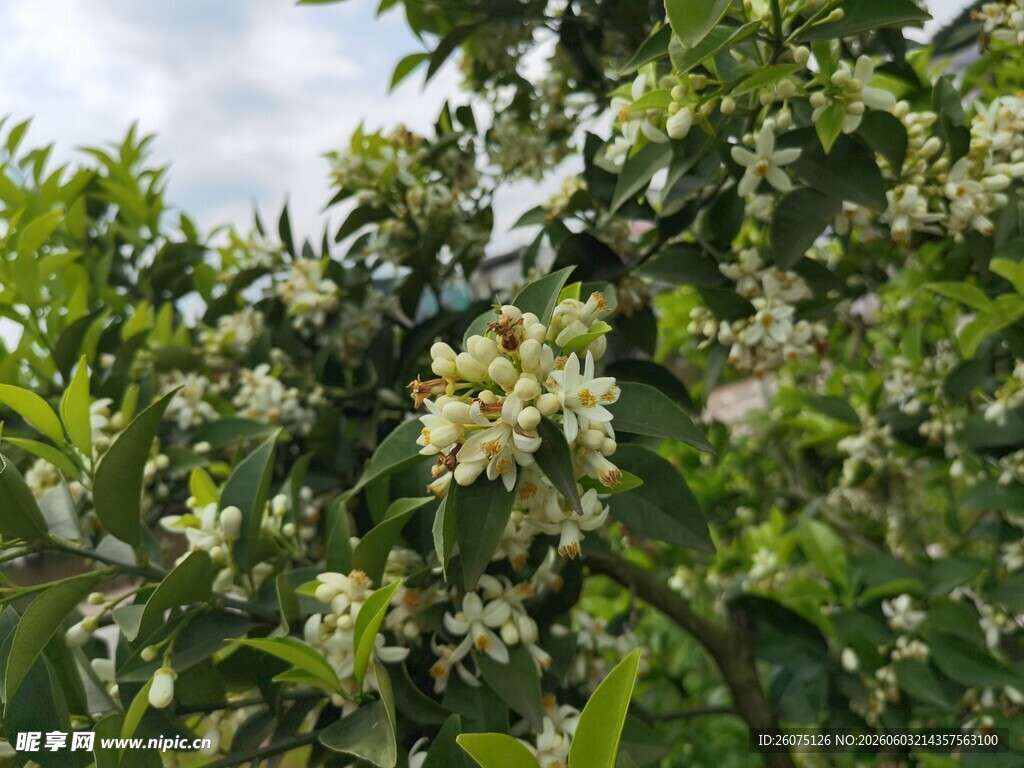 繁茂枝头绽放白色花朵