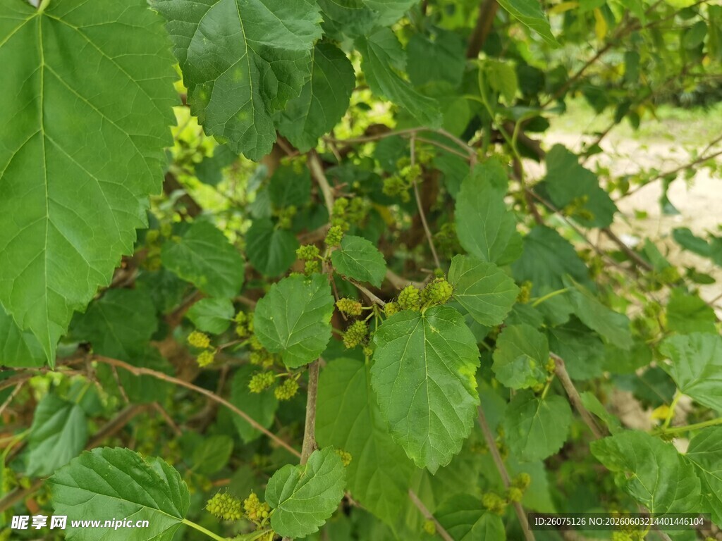 绿叶繁茂的植物景象