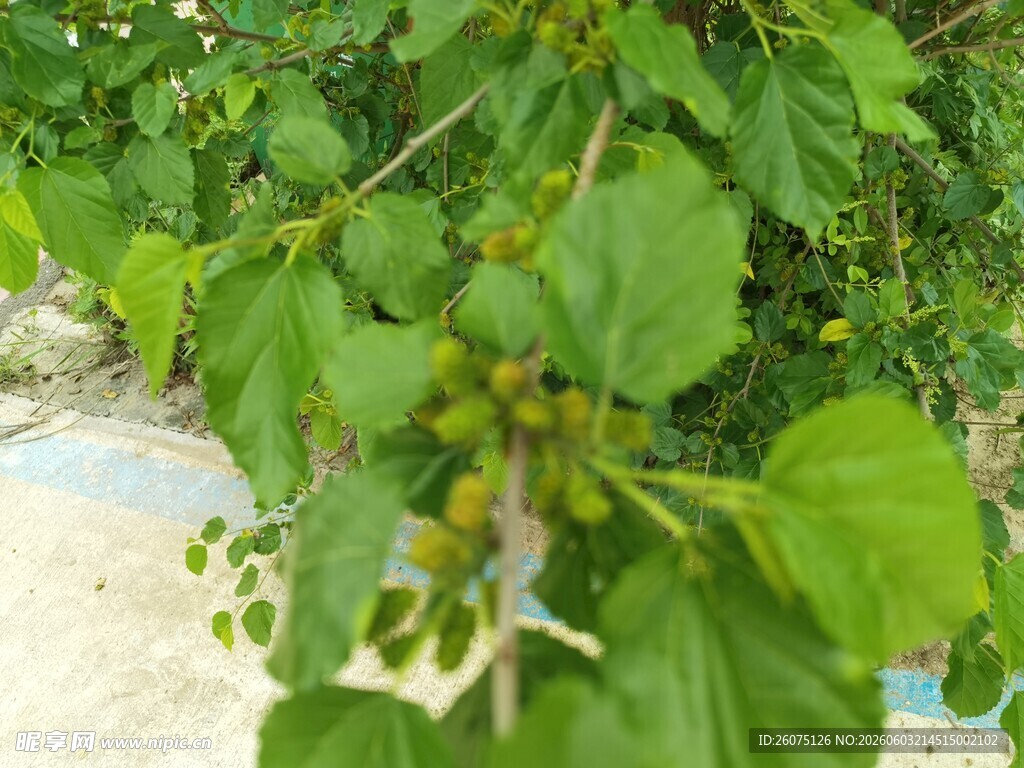 桑树上的青桑葚果
