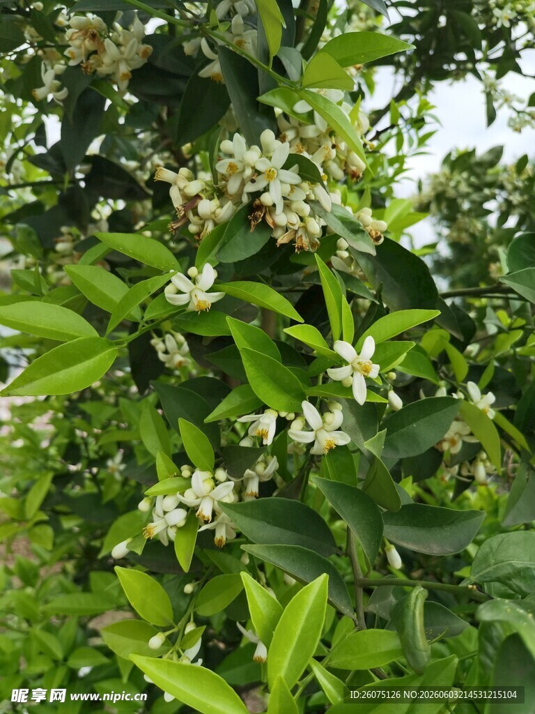 绿叶间绽放的白色小花