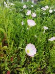 白色花朵绽放于绿草丛中