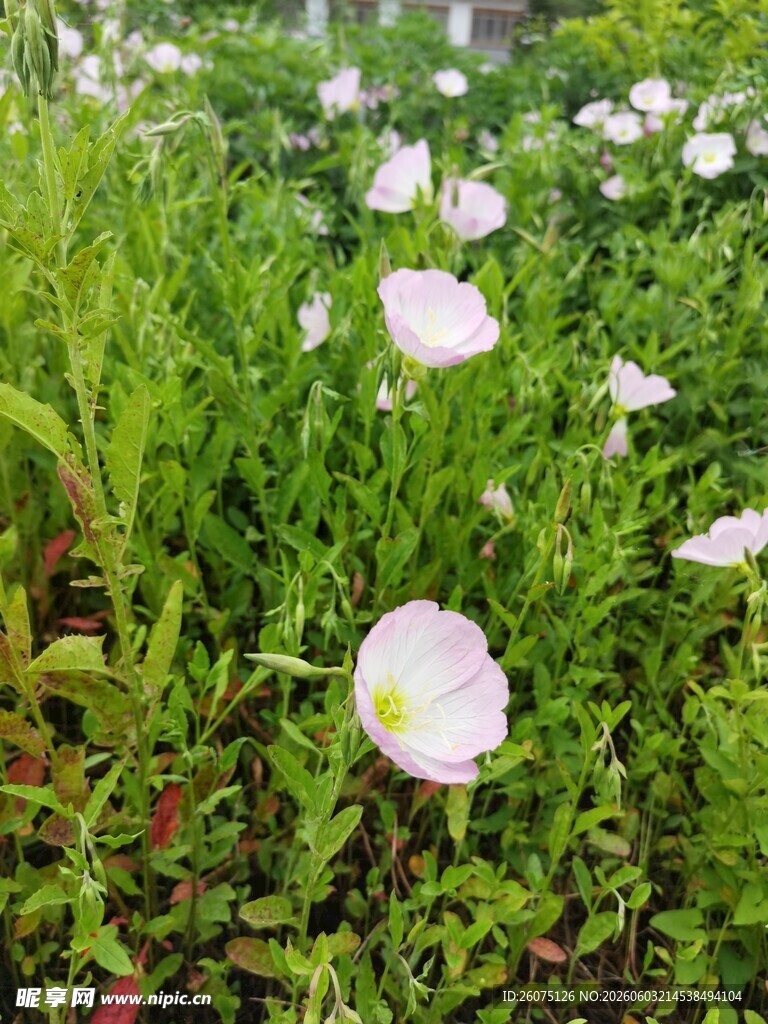 白色花朵绽放于绿草丛中