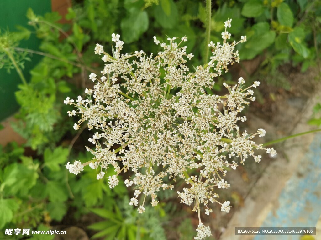 白色小花植物特写