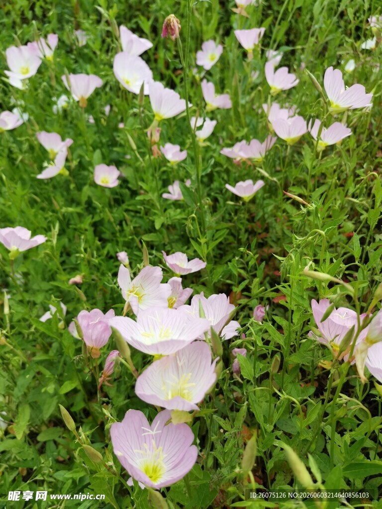 草地上绽放的粉色小花