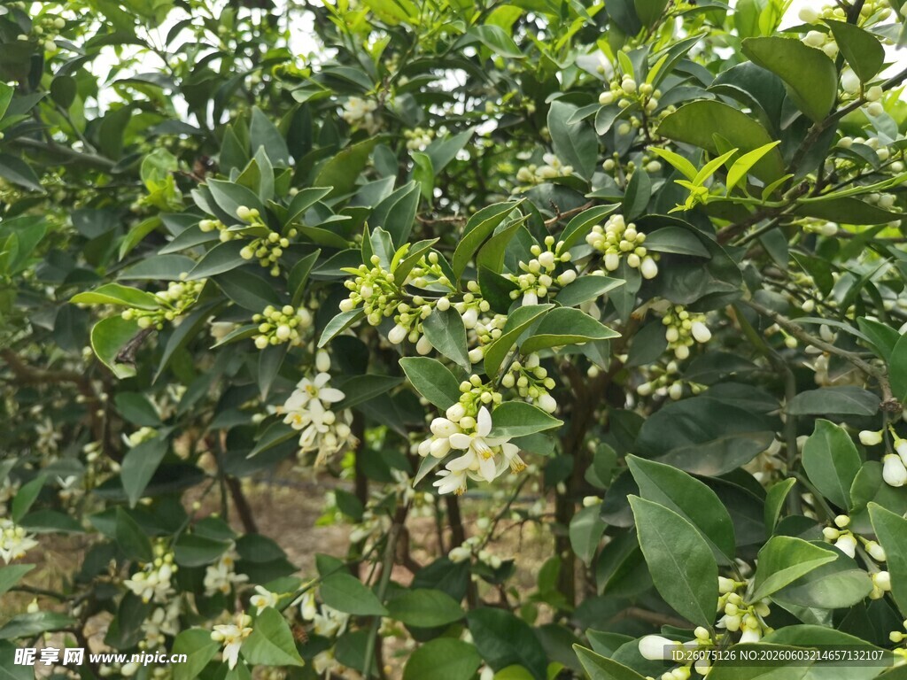 繁茂绿植中的白色花朵
