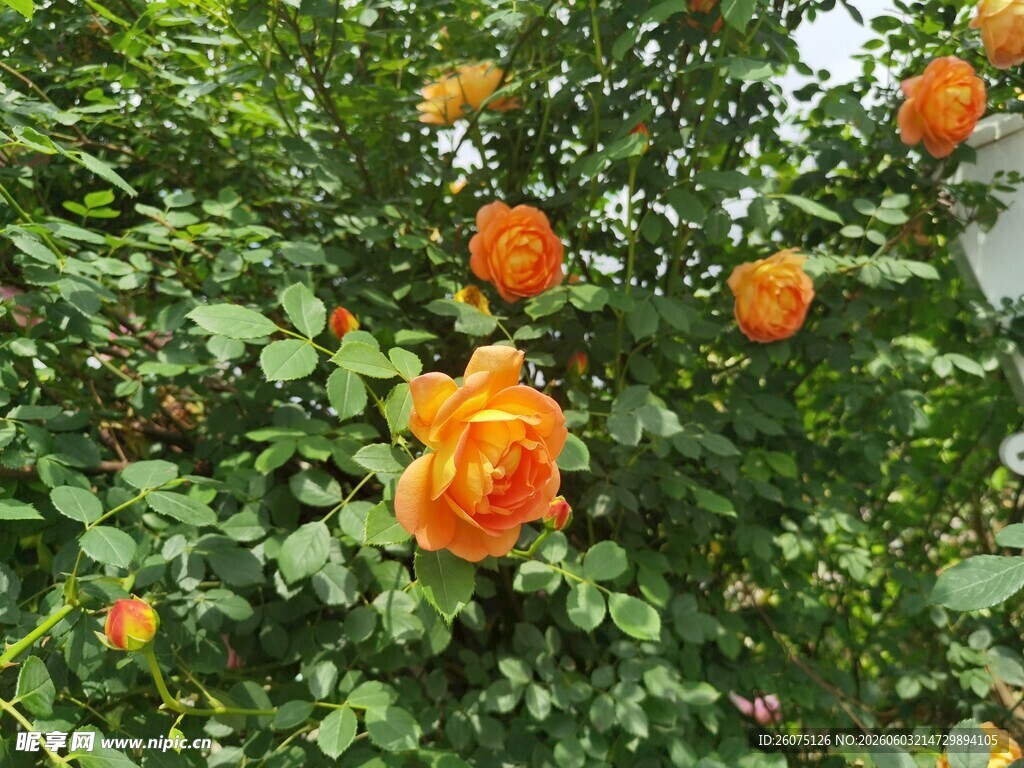 盛开的橙色月季花