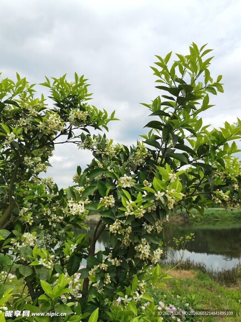 繁茂绿植清新自然景致