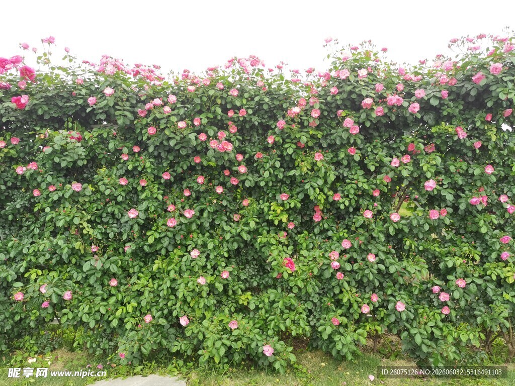 繁花满墙的绿植景观