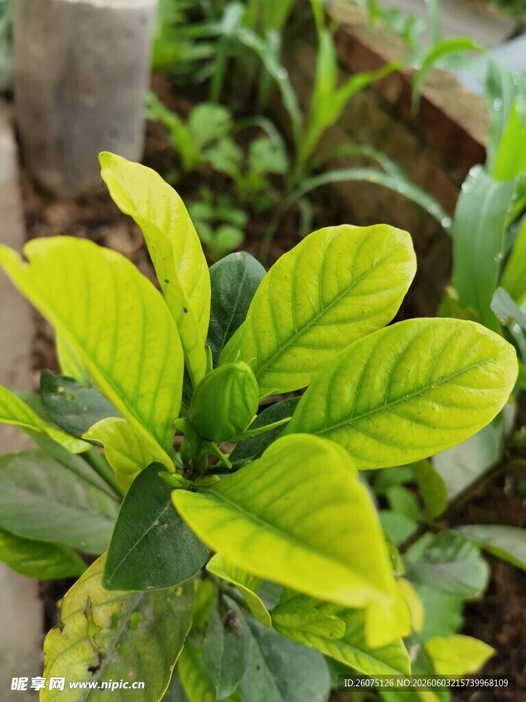 嫩绿叶片的清新植物