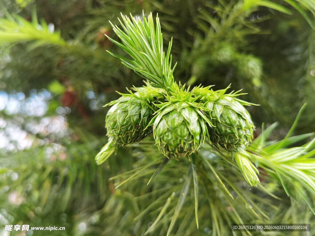 嫩绿松塔特写