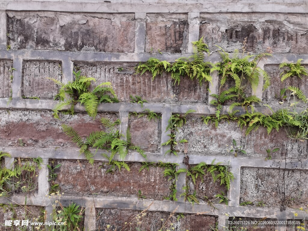 砖墙缝隙中生长的嫩绿植物
