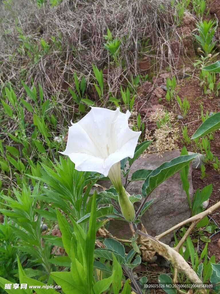 野外绽放的白色单朵小花