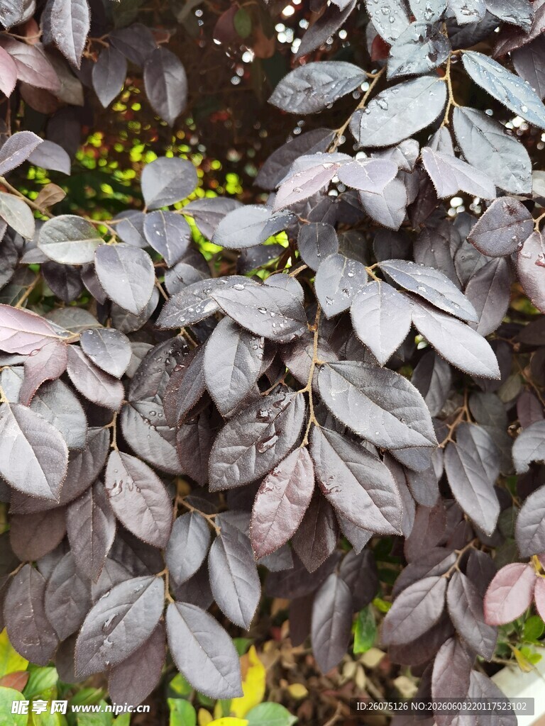 深紫色叶片植物特写