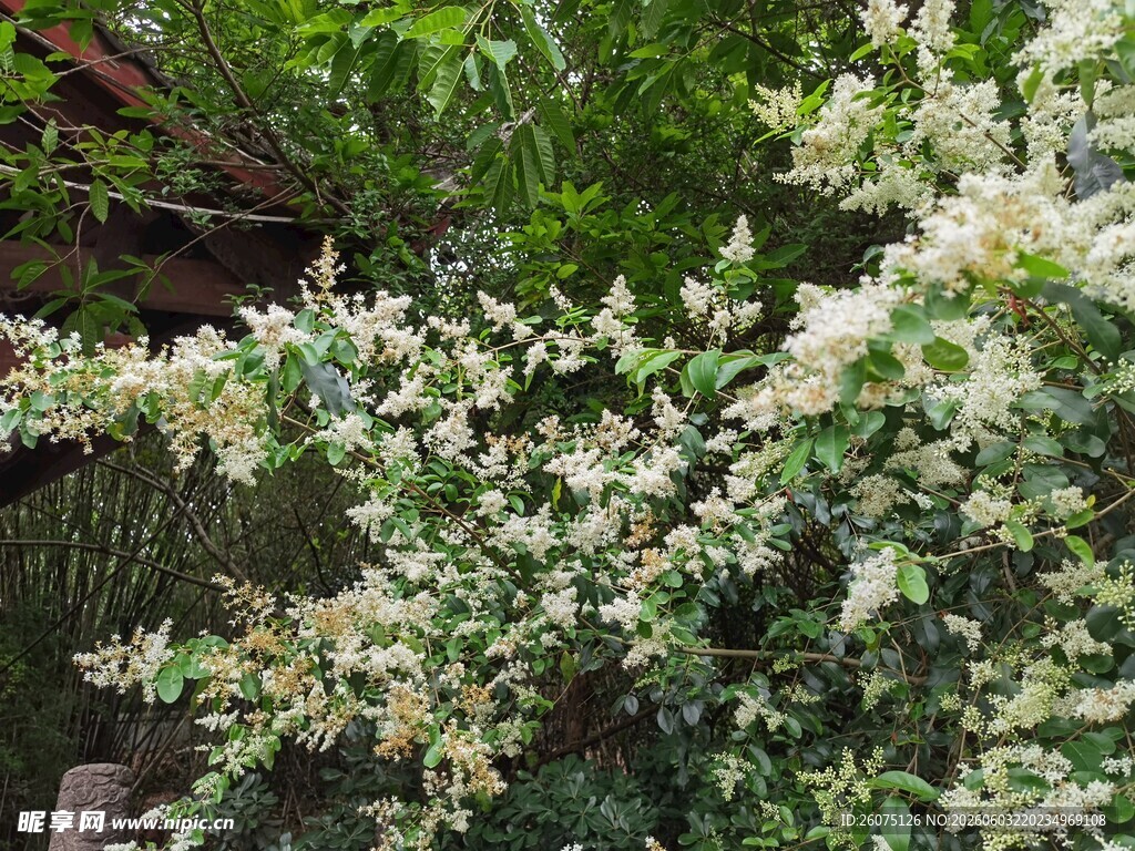 白色繁花植物特写